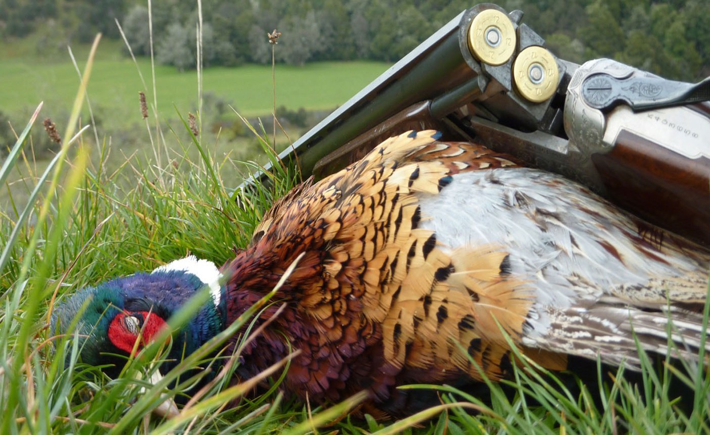 Pheasant Shooting Experience